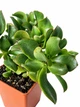Сукулент Крассула Хвилястий Нефрит (Crassula Arborescens) (s015m) - зображення 2