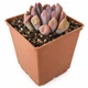 Суккулент Эхеверия Купидон (Echeveria Cupid) (s159s) - изображение 1