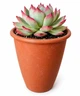 Сукулент Ехеверія чихуахуензис (Echeveria chihuahuaensis) (s079L) - зображення 1