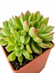 Суккулент Эхеверия Мебина (Echeveria Mebina) (s035s) - изображение 2