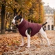 Курточка для собак WAUDOG Re-clothes двусторонняя, M50, A 45-50, B 76-78, C 55-60, бордовый 191522 - изображение 2