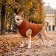 Курточка для собак WAUDOG Re-clothes двусторонняя, XS22, A 20-22, B 33-35, C 19-21, теракотовый 190630 - изображение 2