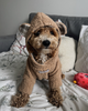 Худи для собаки капучино “Teddy” Feel with Fill, размер XL - изображение 1