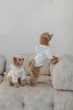 Худи для собаки молочное “Teddy” Feel with Fill, размер XS - изображение 5