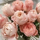 Роза Принцесса Сакура. (Princess Sakura) Японский - изображение 1