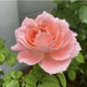 Роза Принцесса Сакура. (Princess Sakura) Японский - изображение 4