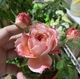 Роза Принцесса Сакура. (Princess Sakura) Японский - изображение 5