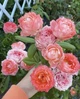 Роза Принцесса Сакура. (Princess Sakura) Японский - изображение 7