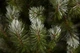 Сосна TriumphTree ПВХ 230 см зелена з інеєм та шишками - зображення 9