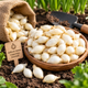 Цибуля сіянка Гледстоун (Snowball, Сноуболл) біла 0,5 кг , насіння цибулі для посадки, посадкова цибуля - изображение 2