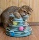 Игрушка трек спинер для самостоятельной игры кота котенка 25*18см - изображение 3