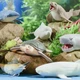 Стретч-іграшка-сюрприз #Sbabam Maxi Legend of animals Хранителі океану - зображення 5