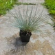 Вівсянниця сиза (костриця сиза) Festuca glauca, саджанець у горщику 0,5 л - зображення 2