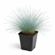 Вівсянниця сиза (костриця сиза) Festuca glauca, саджанець у горщику 0,5 л - зображення 5