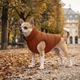 Курточка для собак средних пород WAUDOG Re-clothes М47 двухсторонняя терракотово-черная из переработанного материала (191430) - изображение 9