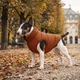Курточка для собак средних пород WAUDOG Re-clothes М47 двухсторонняя терракотово-черная из переработанного материала (191430) - изображение 10