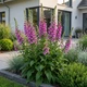 Саджанці Наперстянки рожевої (Digitalis purpurea)в 380гр горщику - зображення 1