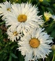 Саджанці Ромашки Крейзі Дейзі (Leucanthemum superbum або Leucanthemum maximum 'Crazy Daisy') в 0.5л горщиках - зображення 2