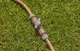 Złączka Gardena dwustronna (4078500066372) - obraz 6