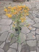 Пираканта «Голден Чармер» (Pyracantha coccinea ‘Golden Charmer’) С3 - изображение 3