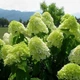 Гортензия метельчатая Lime Light, C10 - изображение 2