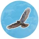 Dodatek do gry planszowej Lucky Duck Games Kaskadia Pomniki przyrody (0691835196237) - obraz 7