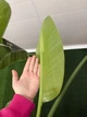 Strelitzia nicolai Стреліція Миколая жива рослина - изображение 2