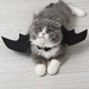 Костюм для животных Крылья летучей мыши черные средние на Хэллоуин Podarkus DK007-M - изображение 4