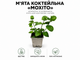 Розсада м'яти коктейльної "Мохіто" - зображення 1