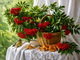 Алмазная мозаика ColorArt 30х40 Калина ST401 - изображение 1