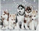 Алмазная мозаика ColorArt Собаки Хаски 40х50 SP092 - изображение 2