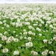 Насіння білої конюшини Рівендел GrassNature, 5 кг – для газону, сидерату і медоносу - зображення 12