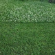 Насіння білої конюшини Рівендел GrassNature, 5 кг – для газону, сидерату і медоносу - зображення 14