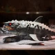 Zestaw naukowy Spin Master Primal Hatch: Wykluwający się rekin 6076677 (681147126930) - obraz 18