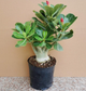 Семена — Адениум «Роза пустыни» (Adenium obesum), смесь, 2 шт. - изображение 3