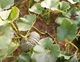 Гарбуз Маріна ді Кьожжа (мускатний) Hortus 10 г - зображення 9