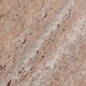 Самоклеюча LVT плитка Sticker Wall для підлоги 457х457х1.5 мм (2461) - зображення 3