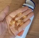 Супер Омега 3-6-9 1200 мг Now Foods Super Omega 3-6-9 1200 мг 90 капсул - зображення 3