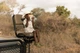 Projektor Little Dutch Safari Friends Lew (8713291774797) - obraz 19