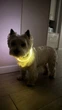 Яркий светодиодный LED ошейник для собак и кошек 70 см (можно укорачивать) с USB-заряд. Видимость до 500м в темноте. Цвет белыый. - изображение 2