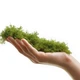 Мох Сфагнум Terrario ForestHeart Sphagnum Moss 100г для тераріумів та орхідей - зображення 8