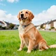 Пошуковий трекер HOCO E91K Tiger smart anti-lost device (dog collar type) iOS Black - зображення 3