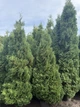 Туя західна Колумна 200 см в горщику - изображение 2
