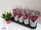 Растение Антуриум Лилли (Anthurium Lilli) в горшке 10 см, высотой 25-35 см, с цветками. - изображение 6