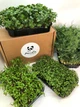 Набір для вирощування мікрозелені Panda microgreen на 7 врожаїв (7 видів культур) - изображение 2