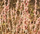 Ива тонкостолбиковая / Salix gracilistyla Mt Aso С5 / Н 80-100 - изображение 15