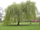 Ива вавилонская/ Salix babylonica var. pekinensis Pendula C60 Р300-320 D12-14 - изображение 11