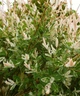 Ива цельнолистная Хакуро Нишики / Salix integra Hakuro-nishiki С7.5 / Н60-100 - изображение 1