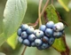 Дерен душистый Блю Клауд / Cornus amomum Blue Cloud, С3 - изображение 1