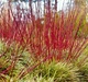 Дерен душистый Блю Клауд / Cornus amomum Blue Cloud, С3 - изображение 5